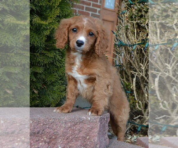 Medium Photo #20 Cavapoo Puppy For Sale in CELINA, OH, USA