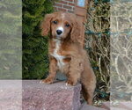 Small Photo #20 Cavapoo Puppy For Sale in CELINA, OH, USA