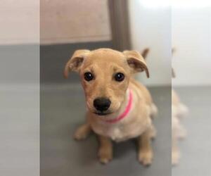 Labrador Retriever-Unknown Mix Dogs for adoption in Visalia, CA, USA
