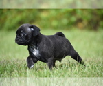 Small #3 Pug