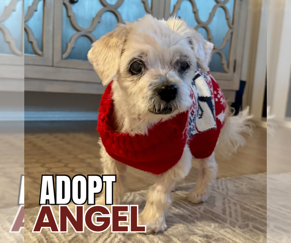 Medium Photo #2 Maltese-Unknown Mix Puppy For Sale in Newport Beach, CA, USA