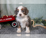 Small Photo #18 Bernedoodle (Miniature) Puppy For Sale in APPLE CREEK, OH, USA