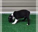 Small #9 Boston Terrier