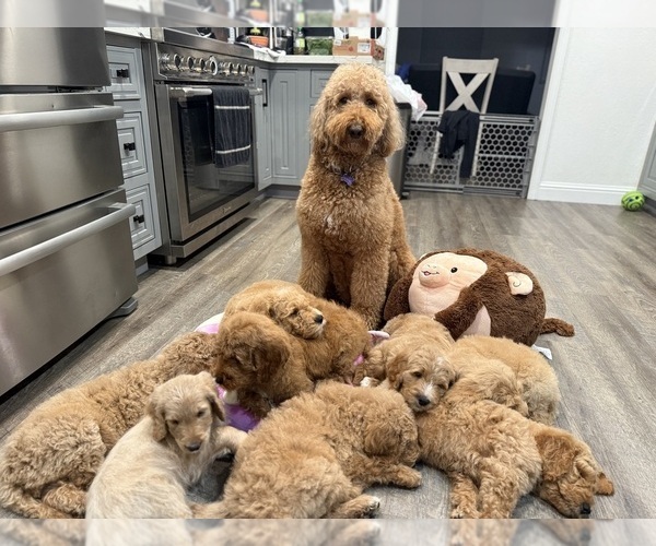 Medium Photo #6 Goldendoodle Puppy For Sale in OAKLAND, CA, USA