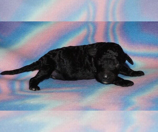 Medium Photo #1 Labradoodle Puppy For Sale in LA HABRA, CA, USA