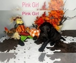 Puppy Pink Girl Labradoodle