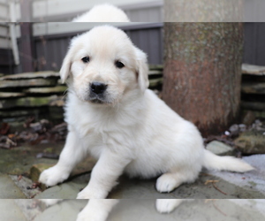 English Cream Golden Retriever Puppy for sale in SHILOH, OH, USA