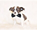 Puppy Artie Chihuahua