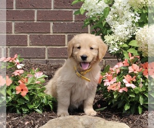 Golden Retriever Puppy for sale in APPLE CREEK, OH, USA