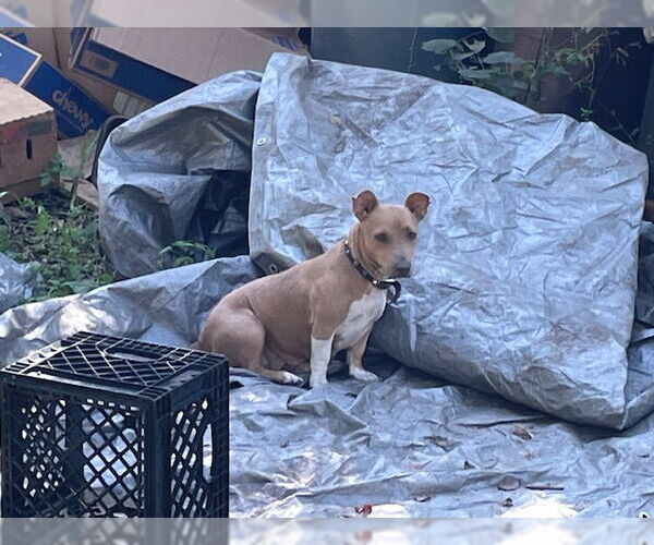 Medium Photo #1 Staffordshire Bull Terrier Puppy For Sale in Ocala, FL, USA