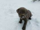Small Photo #6 Labrador Retriever Puppy For Sale in CENTRAL CITY, PA, USA