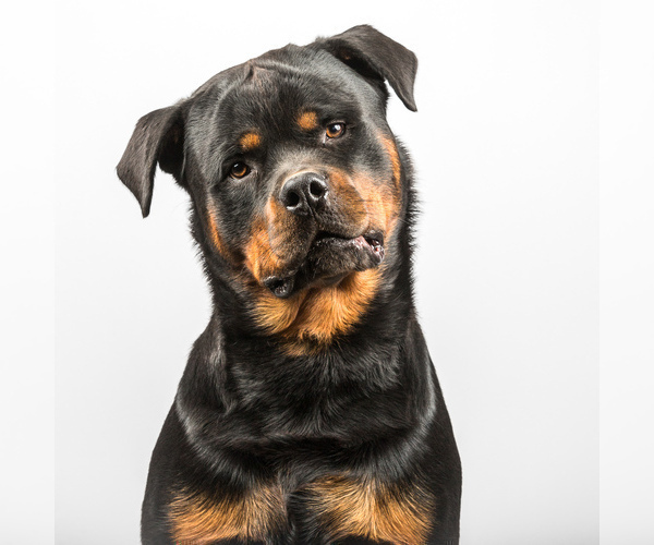 Medium Photo #29 Rottweiler Puppy For Sale in VONORE, TN, USA