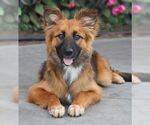 Small #3 German Shepherd Dog