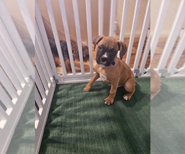 Medium Photo #21 Boxer Puppy For Sale in LYONS, KS, USA