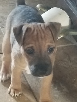 Medium Photo #2 Jack Russell Terrier-Patterdale Terrier Mix Puppy For Sale in BREWSTER, WA, USA