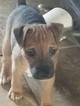Small Photo #2 Jack Russell Terrier-Patterdale Terrier Mix Puppy For Sale in BREWSTER, WA, USA