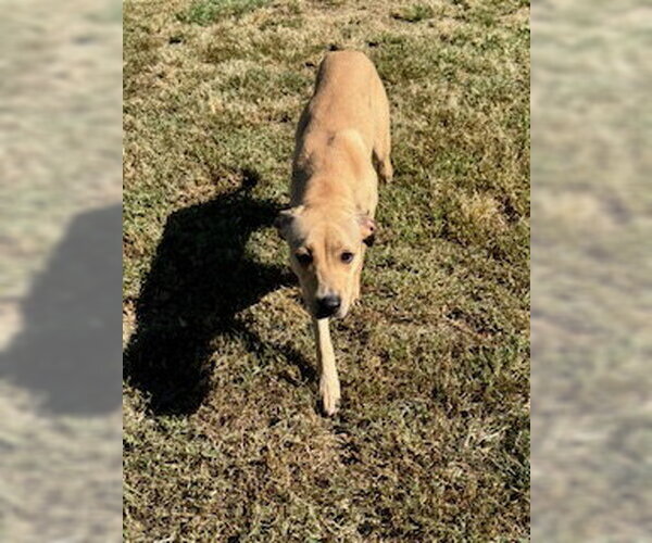 Medium Photo #1 Unknown-Whippet Mix Puppy For Sale in Sparta, TN, USA