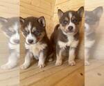 Small Photo #26 Siberian Husky Puppy For Sale in INMAN, SC, USA