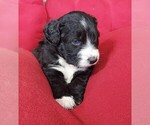 Small Photo #3 Aussiedoodle Puppy For Sale in CHILLICOTHE, OH, USA