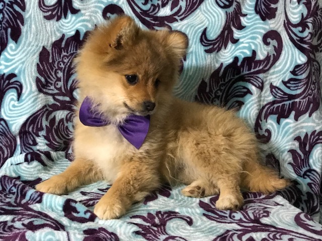 Medium Photo #13 Pom-Shi Puppy For Sale in HONEY BROOK, PA, USA