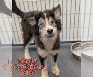 DEXTER - Male Siberian Husky-Unknown Mix Dog for Adoption - Photo #4