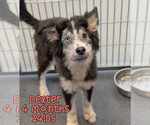 Small Photo #4 Siberian Husky-Unknown Mix Puppy For Sale in Woodbury, NY, USA