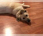 Small Great Pyrenees