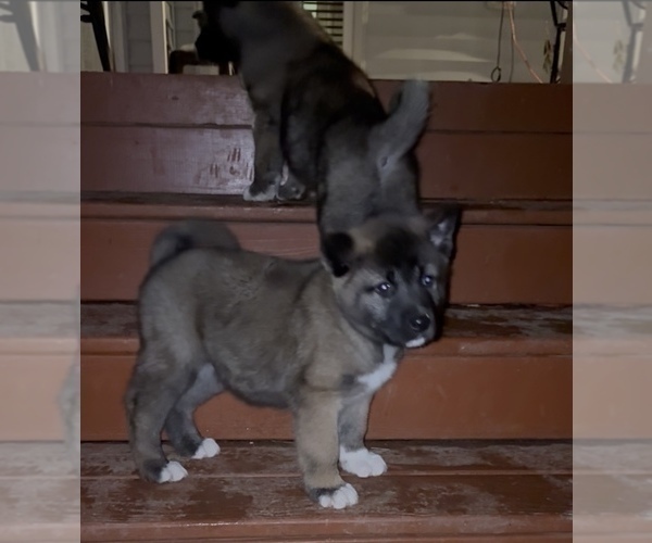 Medium Photo #4 Akita Puppy For Sale in LOUISVILLE, KY, USA