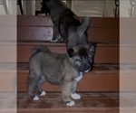 Small #3 Akita