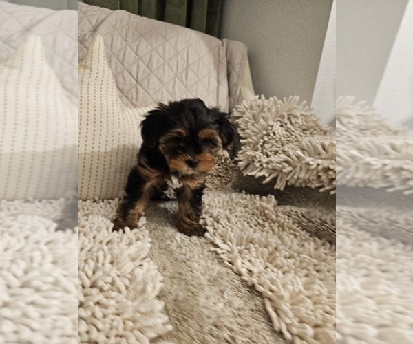 Medium Photo #2 Yorkshire Terrier Puppy For Sale in SALEM, OR, USA