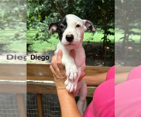 Medium Photo #1 American Pit Bull Terrier-Unknown Mix Puppy For Sale in Oak Bluffs, MA, USA