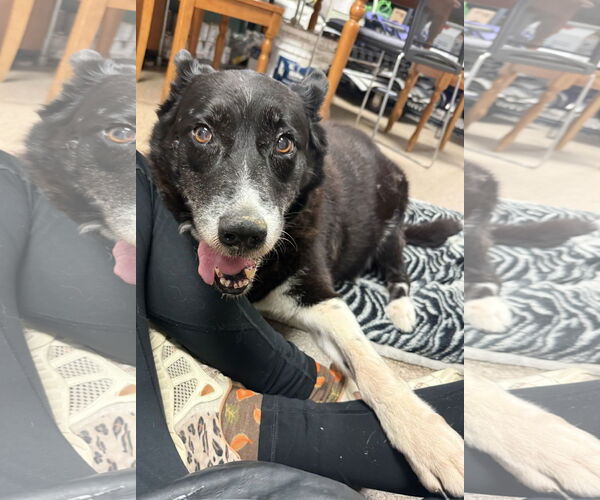 Medium Photo #5 Border Collie-Unknown Mix Puppy For Sale in Sanford, FL, USA