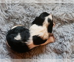 Small Photo #13 Cavalier King Charles Spaniel Puppy For Sale in SCOTTVILLE, MI, USA