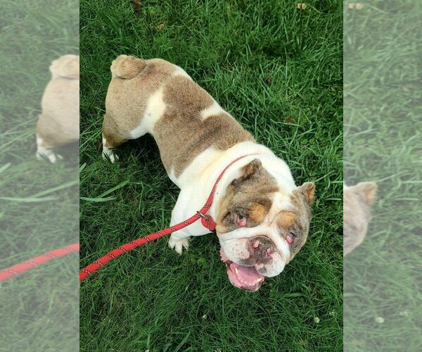 Medium Photo #10 Bulldog-Unknown Mix Puppy For Sale in New York, NY, USA