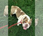 Small #9 Bulldog Mix