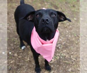 Labrador Retriever-Unknown Mix Dogs for adoption in San Antonio, TX, USA