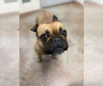 Small #1 French Bulldog