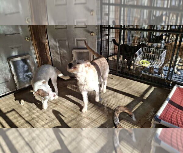 Medium Photo #6 Labradoodle Puppy For Sale in Sebec, ME, USA