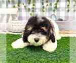 Small Photo #2 Poochon Puppy For Sale in MARIETTA, GA, USA