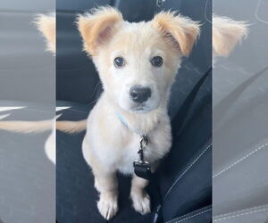 Retriever -Unknown Mix Dogs for adoption in Grafton, WI, USA