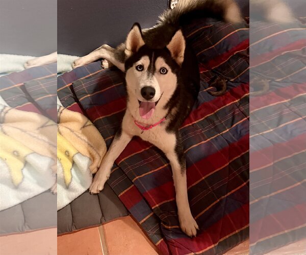 Medium Photo #4 - Mix Puppy For Sale in Lancaster, CA, USA