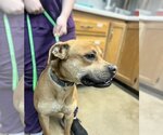 Small #1 American Staffordshire Terrier-Boxer Mix
