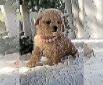 Small #22 Poodle (Toy)