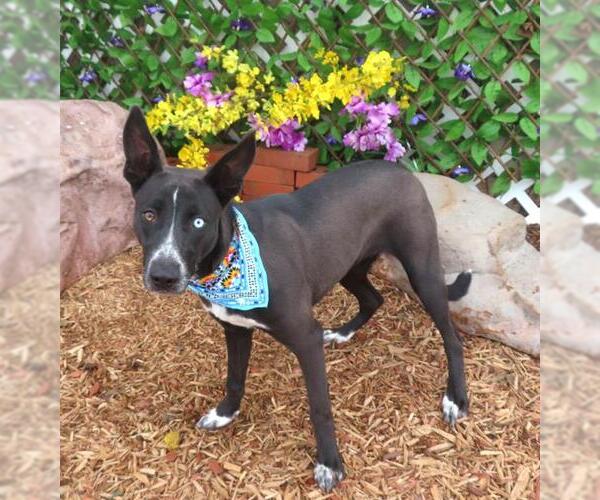 Medium Photo #1 Mutt Puppy For Sale in Oklahoma City, OK, USA