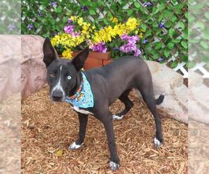 Mutt Dogs for adoption in Oklahoma City, OK, USA