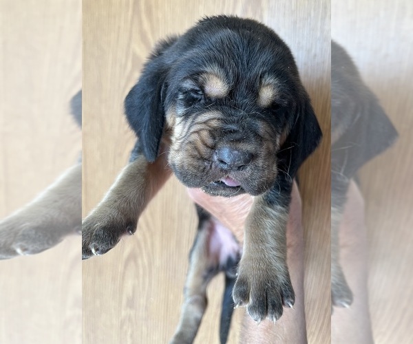 Medium Photo #4 Bloodhound Puppy For Sale in FORT MORGAN, CO, USA