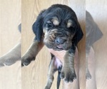 Small #3 Bloodhound