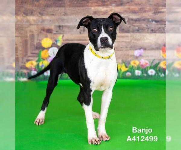 Medium Photo #1 American Pit Bull Terrier-Unknown Mix Puppy For Sale in Conroe, TX, USA