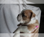 Small Photo #2 English Bulldog Puppy For Sale in FORT GIBSON, OK, USA