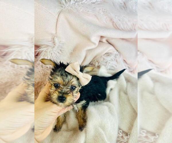 Medium Photo #2 Morkie Puppy For Sale in PEMBROKE PINES, FL, USA